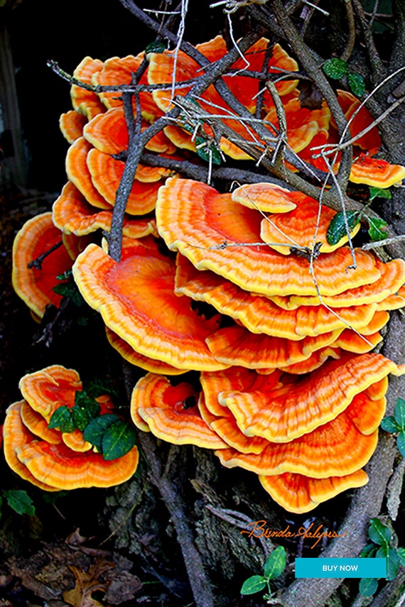 Cave Run Lake Tree Fungus Kentucky Fine Art Giclee Print on Paper Canvas or Wood by Brenda Salyers by Brenda Salyers