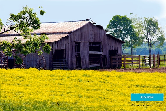 Barn with Goldenrod Morehead Kentucky Fine Art Giclee Print on Paper Canvas or Wood by Brenda Salyers by Brenda Salyers
