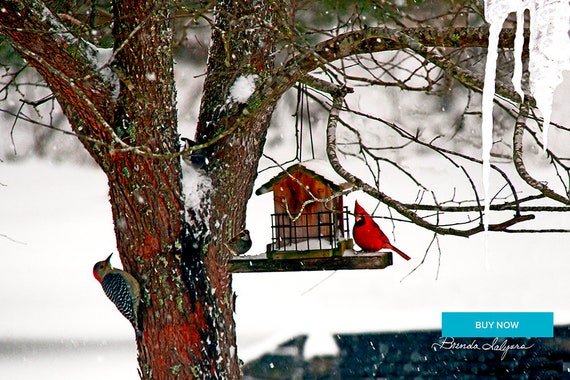 Birds in Tree Morehead Kentucky Giclee Print on Fine Art Paper Canvas or Wood by Brenda Salyers by Brenda Salyers