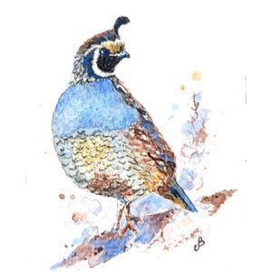 California Quail ACEO Original Aquarellmalerei - 2,5x3,5 Mini Vogel Kunst, Naturminiatur, Wildtier-Künstler-Sammelkarte