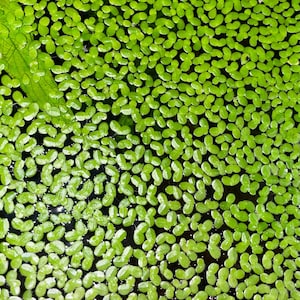 Lemna Minor - Duckweed - Tropical Floating Aquatic Plants Water Aquarium