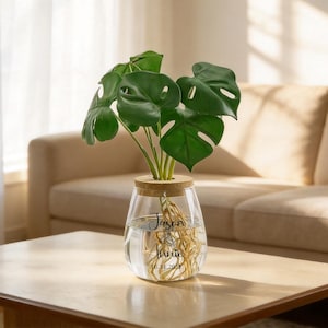 Glass Vase for Monstera - Etsy