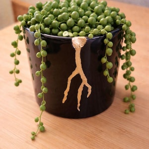 May include: A black ceramic pot with a gold root design, filled with a String of Pearls plant. The plant has small, round, green leaves that cascade over the sides of the pot. The pot sits on a light brown wooden surface.