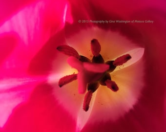Large Scale Photographic Print of a Fuchsia Tulip Giclee Print or Canvas Wrap for Any Room! a Color Burst!