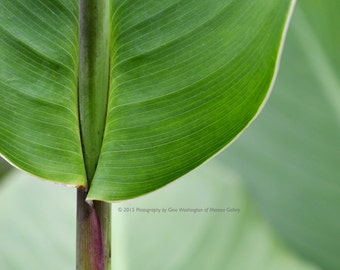 Green Leaf (Only 1 framed piece) Archival Digital Prints available