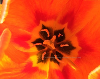 Orange Tulip Giclee Print and Canvas Wrap for Every Room