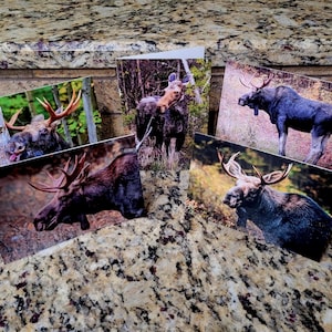 Cartão de felicitação com foto de alce com trocadilho engraçado, "It Moose Be Love", "Let Moose a Little", "Moosing You", "Something Alceful", "Very A-Moosing", 4" x 6"