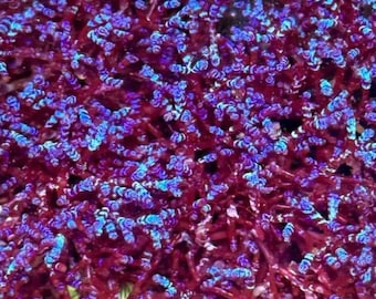 Saltwater Macro Algae - Laurencia Iridescens. - 2" frag