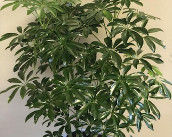 Plant- * Schefflera* Baby plants in moss - Terrarium Plants, House plants, Bonsai