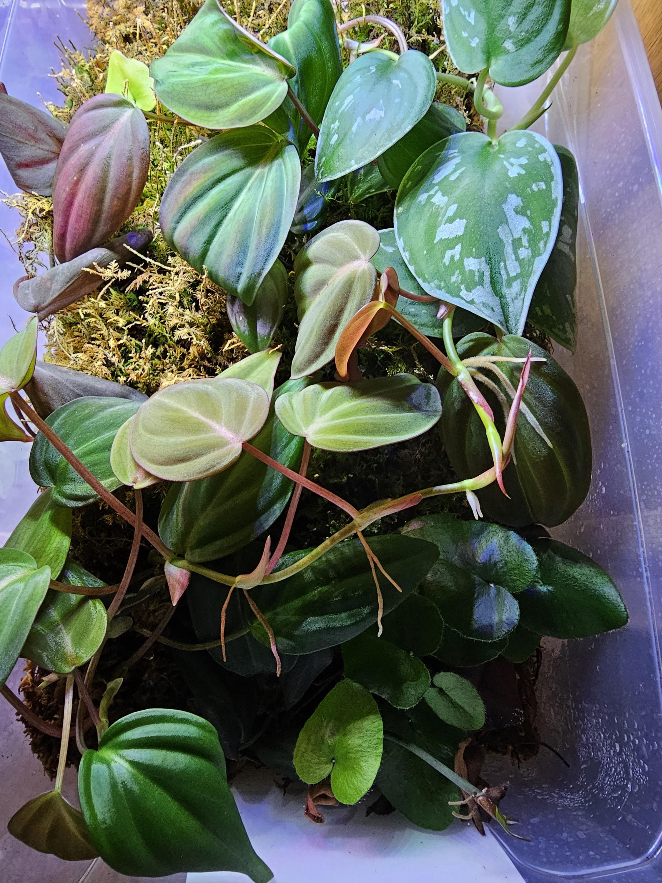 Faux Philodendron - Etsy