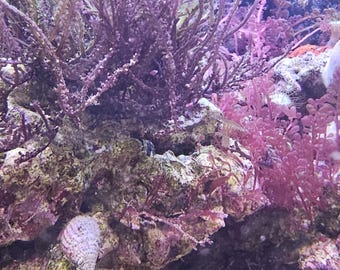 Saltwater Macro Algae - Purple Laurencia sp. - 2" frag