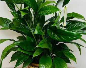 Peace Lily Plant – Spathiphyllum Baby Plant, Bare Root Terrarium Houseplant