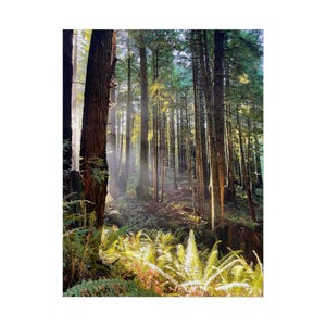 Serene Forest Rolled Poster | Natur Wandkunst, Wohndekor, Geschenk für Naturliebhaber, Umweltfreundliche Dekoration, gemütliche Atmosphäre