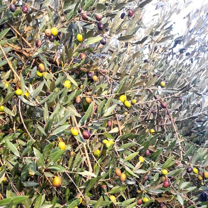 May include: A close-up of a green olive tree branch with many olives, some green and some black, growing on it.