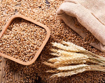 Ancient Grain Berries Italian Wheat Pizza Dough Flour Artisanal Baking Grain Specialty Flour Sourdough Bread Making Flour Organic Sicilian