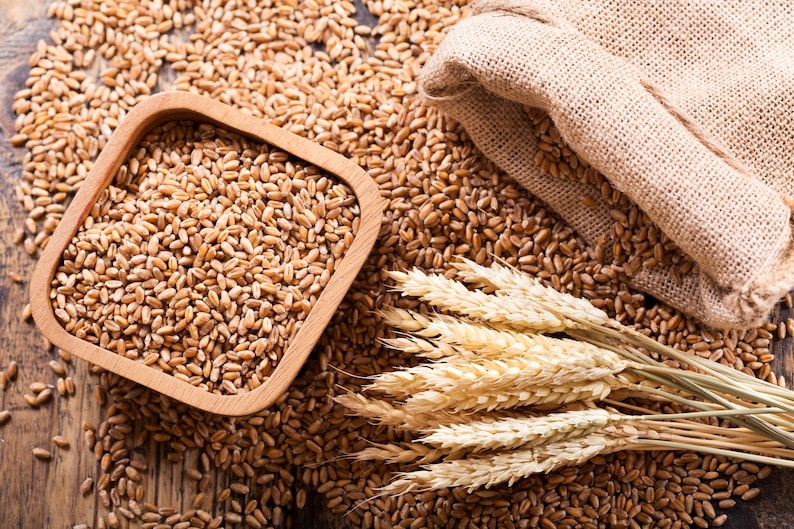 May include: A wooden bowl filled with wheat kernels, surrounded by loose wheat kernels and wheat stalks. A burlap sack is in the background.