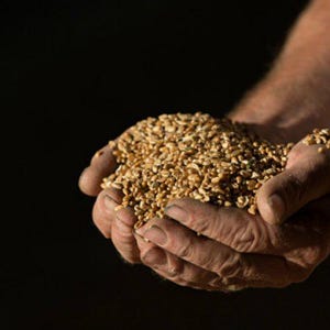 May include: A person's hands cupped together, holding a large amount of wheat kernels.