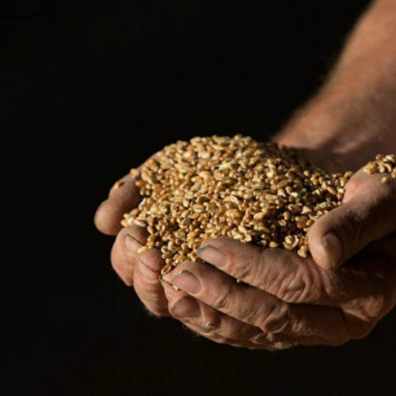 May include: A person's hands cupped together, holding a large amount of wheat kernels.