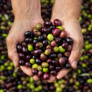 Italian Olive Oil Organic Extra Virgin Olive Oil Cold Pressed Olive Oil Premium Olive Oil Gourmet Cooking Oil Keto Vegan Unfiltered Olive Oil First Press Olive Oil Food Gift