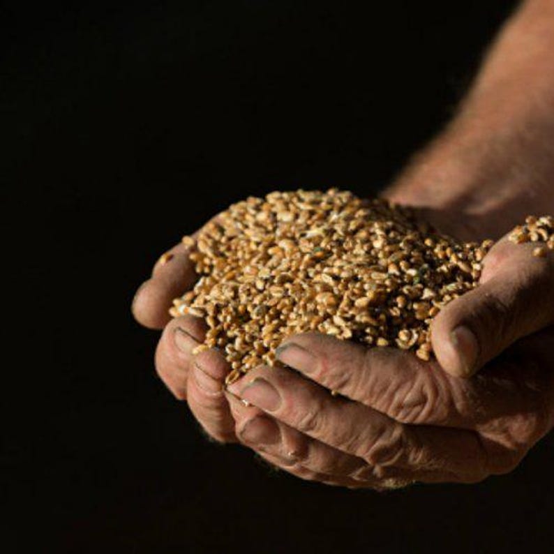 May include: A pair of hands cupped together, holding a large quantity of wheat grains.