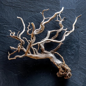 May include: A weathered, light brown driftwood branch with multiple twisting limbs and a textured base. The driftwood is set against a dark, textured background, showcasing its natural form and intricate details. Ideal for home decor or craft projects.