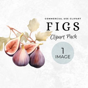 Clipart di fichi PNG, frutta mediterranea ad acquerello, illustrazione, alta qualità 300 DPI, sfondo trasparente, elegante elemento etichetta