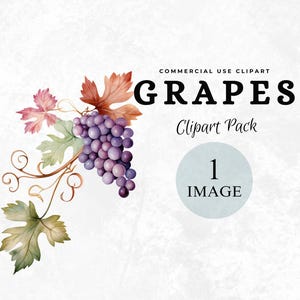 Videira rústica, ilustração de aquarela de frutas, folhagem, PNG, download digital instantâneo estético, PNG de alta qualidade, videira,