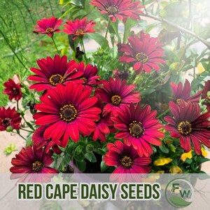 Puede incluir: Imagen de primer plano de flores de margarita del Cabo rojas, con pétalos de color rojo intenso y centros oscuros. El texto "RED CAPE DAISY SEEDS" en la parte inferior indica que el producto son semillas.