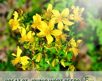 500 St. John's Wort Seeds: Non-GMO Heirloom, Yellow Flowers