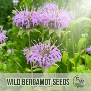 250 Wild Bergamot Seeds Bee Balm Monarda Heirloom Non-GMO Fragrant Native Wildflower
