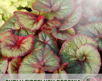 25 semillas de begonia Curly Fireflush, begonia de hoja única para jardín de sombra y macetas