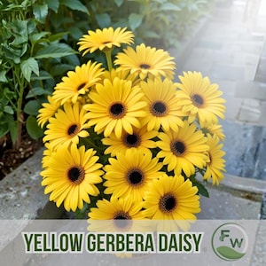 Könnte beinhalten: Nahaufnahme eines Straußes leuchtend gelber Gerbera-Gänseblümchen mit dunklen Zentren. Die Blüten sind in voller Blüte und zeigen ihre sonnigen Blütenblätter. Der Text "YELLOW GERBERA DAISY" ist unten mit einem grünen Logo zu sehen.