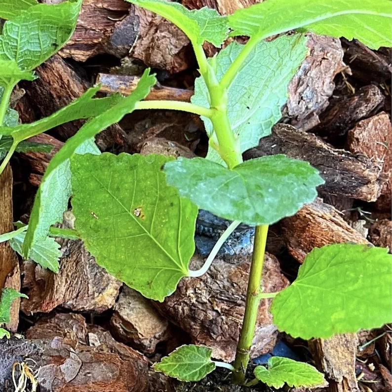 FACEWordCo Fig Tree - Thumbnail 3