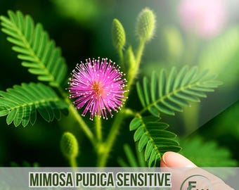 100 nasion Mimosa Pudica Sensitive Plant | Touch-Me-Not | Roślina doniczkowa | Łatwa w uprawie roślina jednoroczna