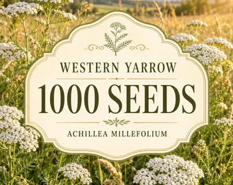 1000 Western Yarrow Seeds, Achillea millefolium, White Wildflower Pollinator Garden