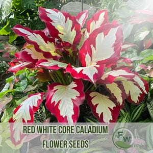 100 semi di Caladium dal nucleo rosso e bianco / Fogliame raro / Pianta tropicale perenne da ombra / Giardino e bonsai