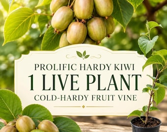 Prolific Hardy Kiwi Live Plant, Cold-Hardy Edible Fruit Vine, Smooth Skin Berries