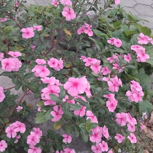 20 Red/Pink Periwinkle Catharanthus roseus Perennial Herb Flowers Seeds - Beautiful Periwinkle Flower for Gardens & Landscaping