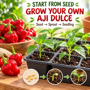 Healthy young Aji Dulce pepper seedlings growing in seed-starting cells under bright warm growing conditions