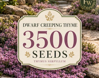 3500 Dwarf Creeping Thyme Seeds | Thymus serpyllum Wild Thyme Ground Cover