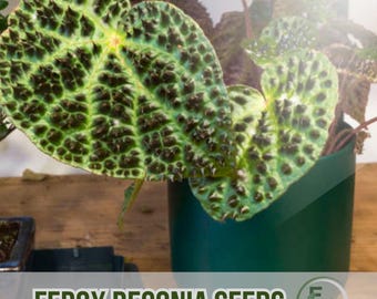 25 semillas de begonia Ferox: follaje texturizado único, planta de sombra de fácil cultivo para jardines y macetas.