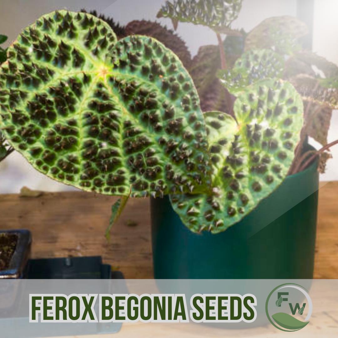 30 ベゴニア　フェロックス　ビザールプランツ　トゲトゲ　かっこいい 21 ベゴニア フェロックス 激レア トゲトゲ 希少植物 - メルカリ