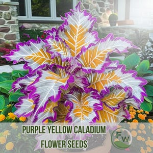 100 semi di Caladium giallo-viola / Fogliame di colore raro / Perenne tropicale / Giardino all&#39;ombra e bonsai