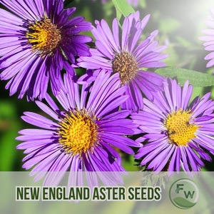 75 New England Aster Seeds | Symphyotrichum novae-angliae | Non-GMO Heirloom Perennial
