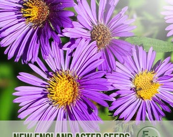 75 New England Aster Seeds | Symphyotrichum novae-angliae | Non-GMO Heirloom Perennial