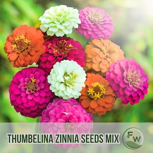 50 Thumbelina Zinnia Seeds Mix | Dwarf Colorful Blooms | Compact Zinnias for Containers & Bouquets