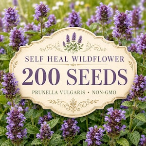 200 zaden van de wilde bloem Prunella vulgaris | Bodembedekker voor de cottagetuin (niet-GMO)