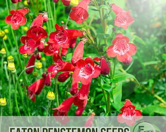 100 Eaton Penstemon Seeds: Red Wildflower, Hummingbird Garden Non-GMO Perennial