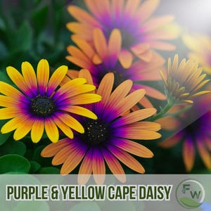 Puede incluir: Primer plano de vibrantes flores de margarita del Cabo moradas y amarillas. Los pétalos transicionan de amarillo a naranja y morado, con centros oscuros. La imagen incluye el texto "PURPLE & YELLOW CAPE DAISY".