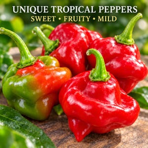 Close-up of Aji Dulce Cachucha peppers showing wrinkled lantern-like shape, glossy skin and ripening colors from green to orange and red